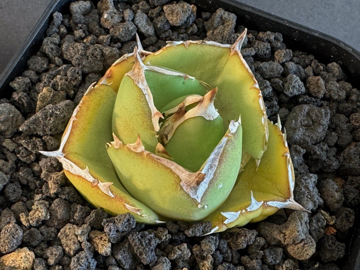 ア*ン様 アガベ Dennis 達磨 子株 Agave Titanota DAR ア*ン様 アガベ Dennis 達磨 子株 Agave Titanota DAR Agave