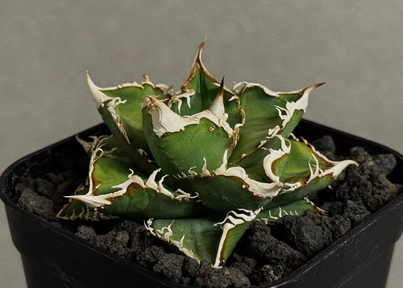 【有名趣味家血統】アガベ⭐︎チタノタ⭐︎流星⭐︎子株⭐︎台湾lize⭐︎タグ付き⭐︎ アガベ・チタノタ 流星(台湾Lize産)-002｜agave titanota Meteor