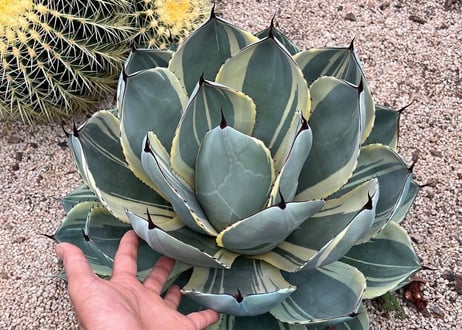 アガベ・パリー（オリザバ）｜（芽）-001｜ agave parryi var. truncata Orizaba