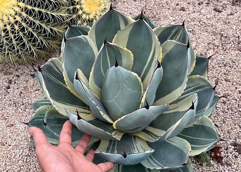 アガベ　パリ➖　　オリザバ アガベ・パリー（オリザバ）｜（芽）-001｜ agave parryi var. trunca