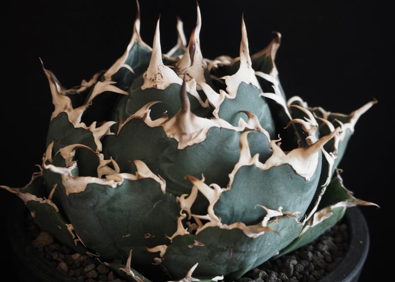 アガベ・チタノタ白鯨（ボールタイプ）中-062｜agave titanota