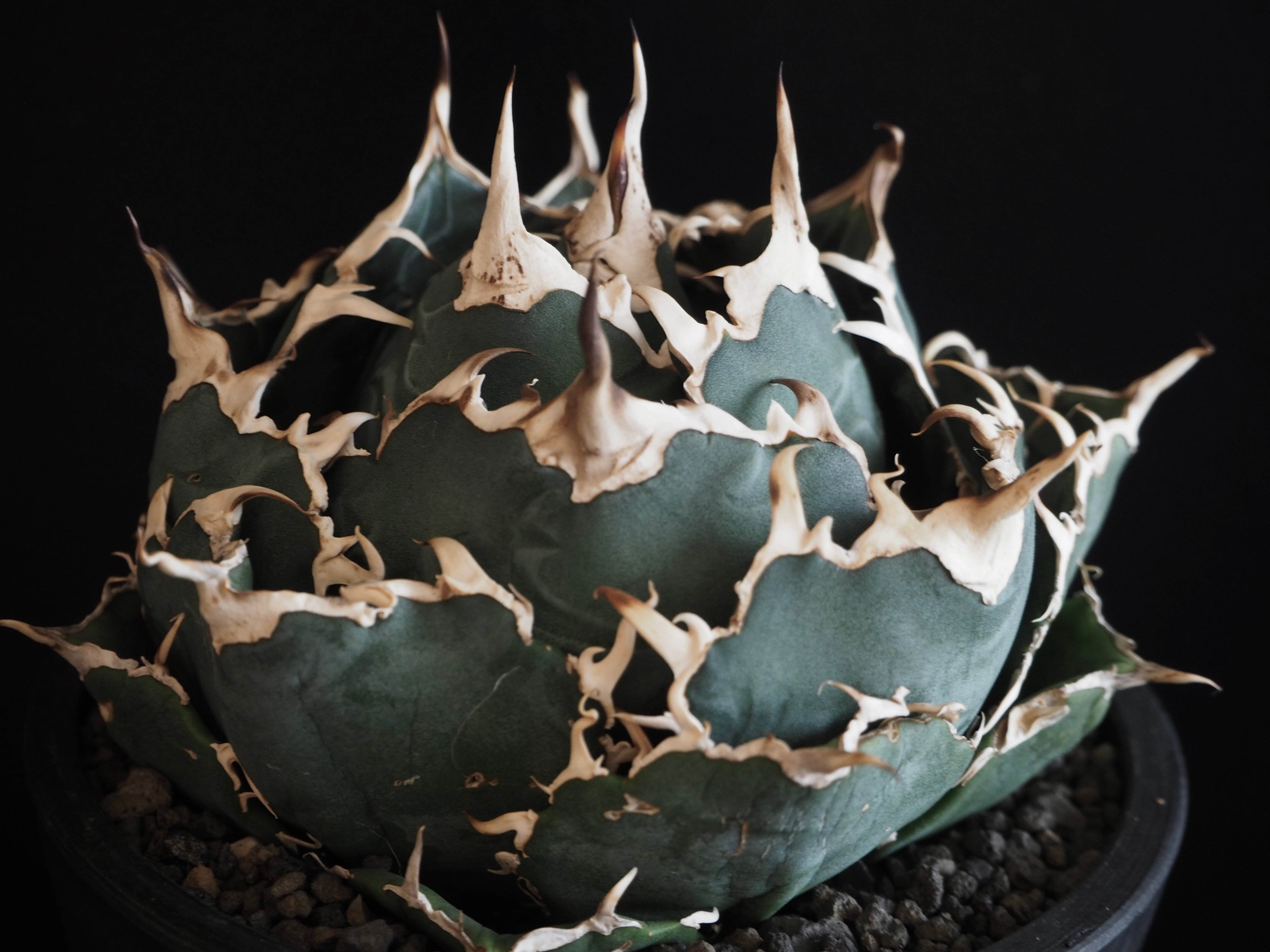アガベ・チタノタ白鯨（ボールタイプ）中-062｜agave titanota white