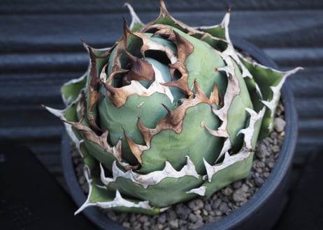 アガベ チタノタドワーフTitanota でっかい  