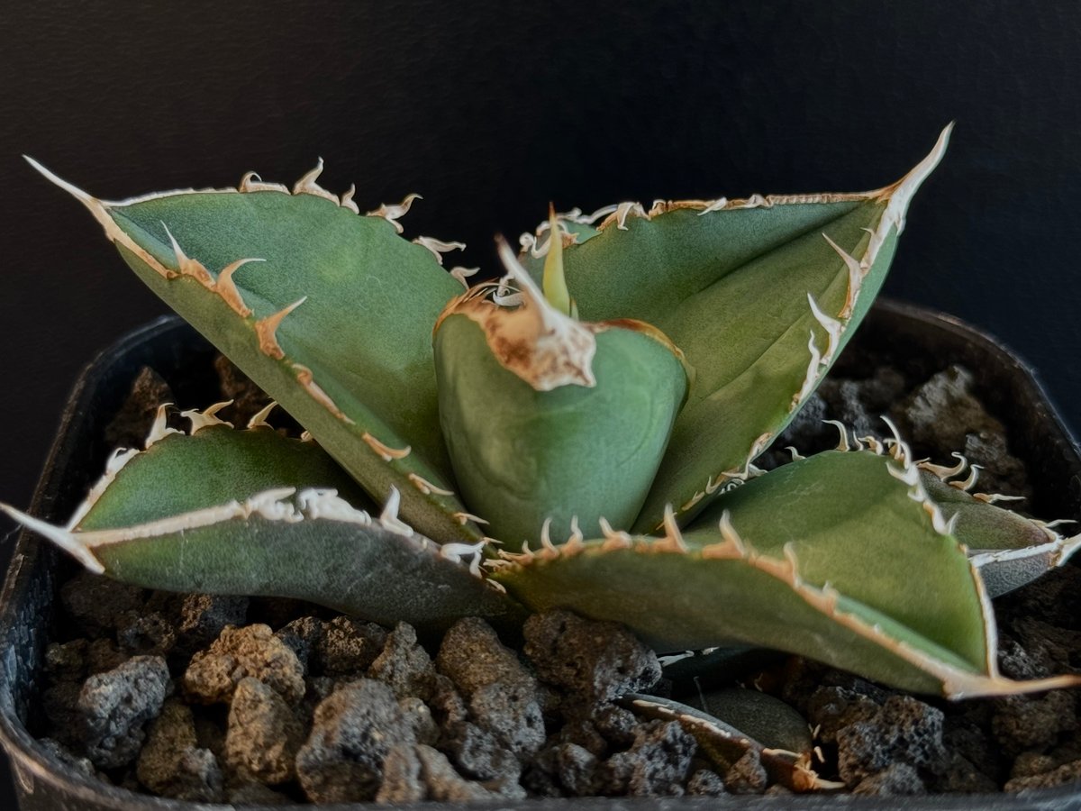 アガベ・チタノタ 緑幽霊(芽)-002|agave titanota green アガベ・チタノタ 緑幽霊(芽)-002|agave titanota green