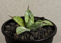 アガベ ハイブリッド・曲刺八荒雷神｜（芽／台湾Hanes）-003｜agave Potatorum×Macroacantha