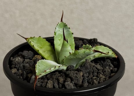 アガベ ハイブリッド・曲刺八荒雷神｜（芽／台湾Hanes）-003｜agave Potatorum×Macroacantha