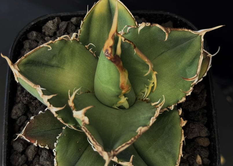 アガベ・チタノタ 緑幽霊（芽）-004｜agave titanota green