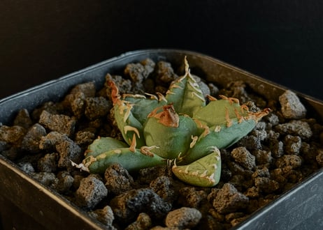 アガベチタノタ魔丸極上コンパクト