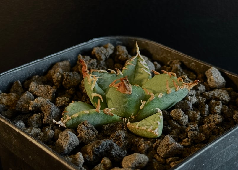 アガベ・チタノタ 魔丸(芽)-038|agave titanota imps | Plus_P アガベ・チタノタ 魔丸(芽)-038|agave titanota imps | Plus_P