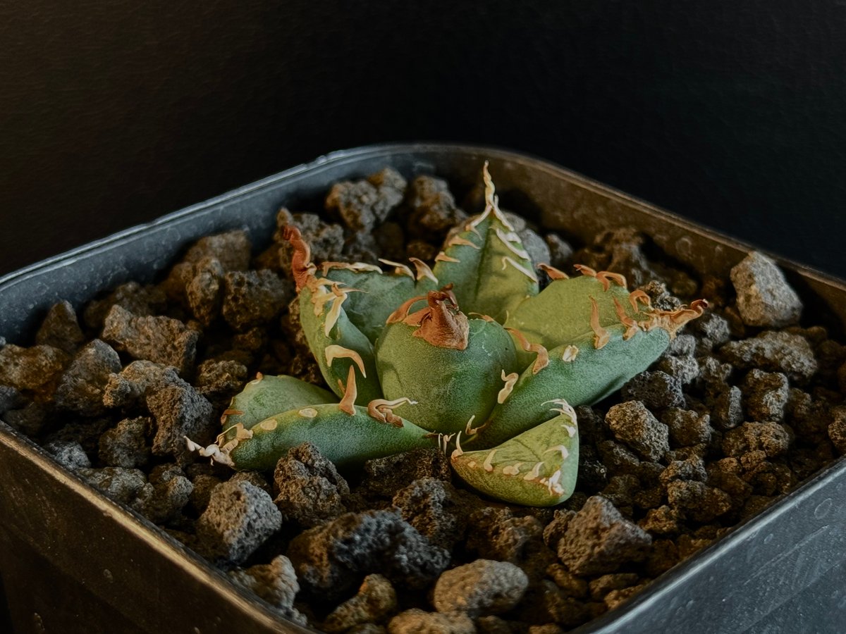 アガベ・チタノタ 魔丸(芽)-038|agave titanota imps | Plus_P アガベ・チタノタ 魔丸(芽)-038|agave titanota imps | Plus_P