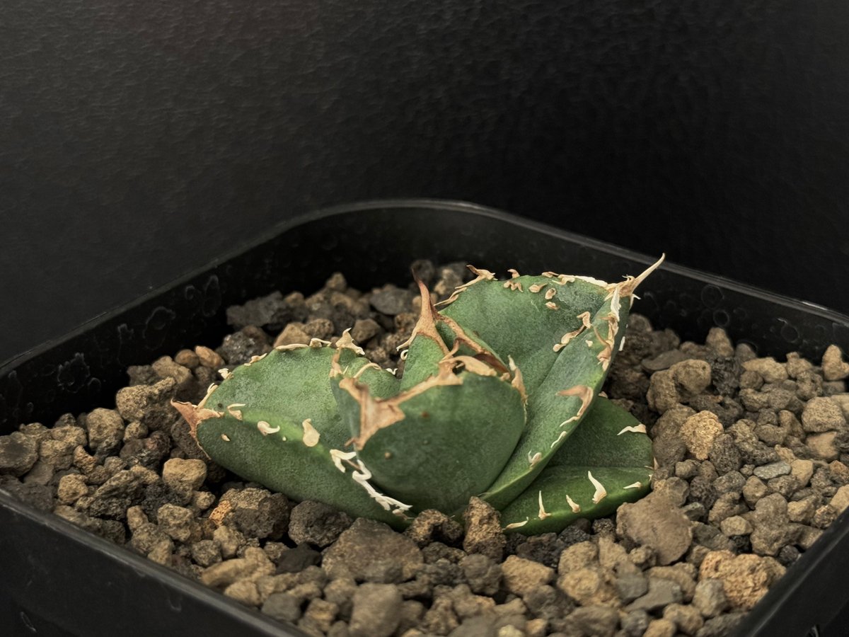 アガベ・チタノタ 疣猪/丸叶背刺（芽/小）-006｜agave titanota