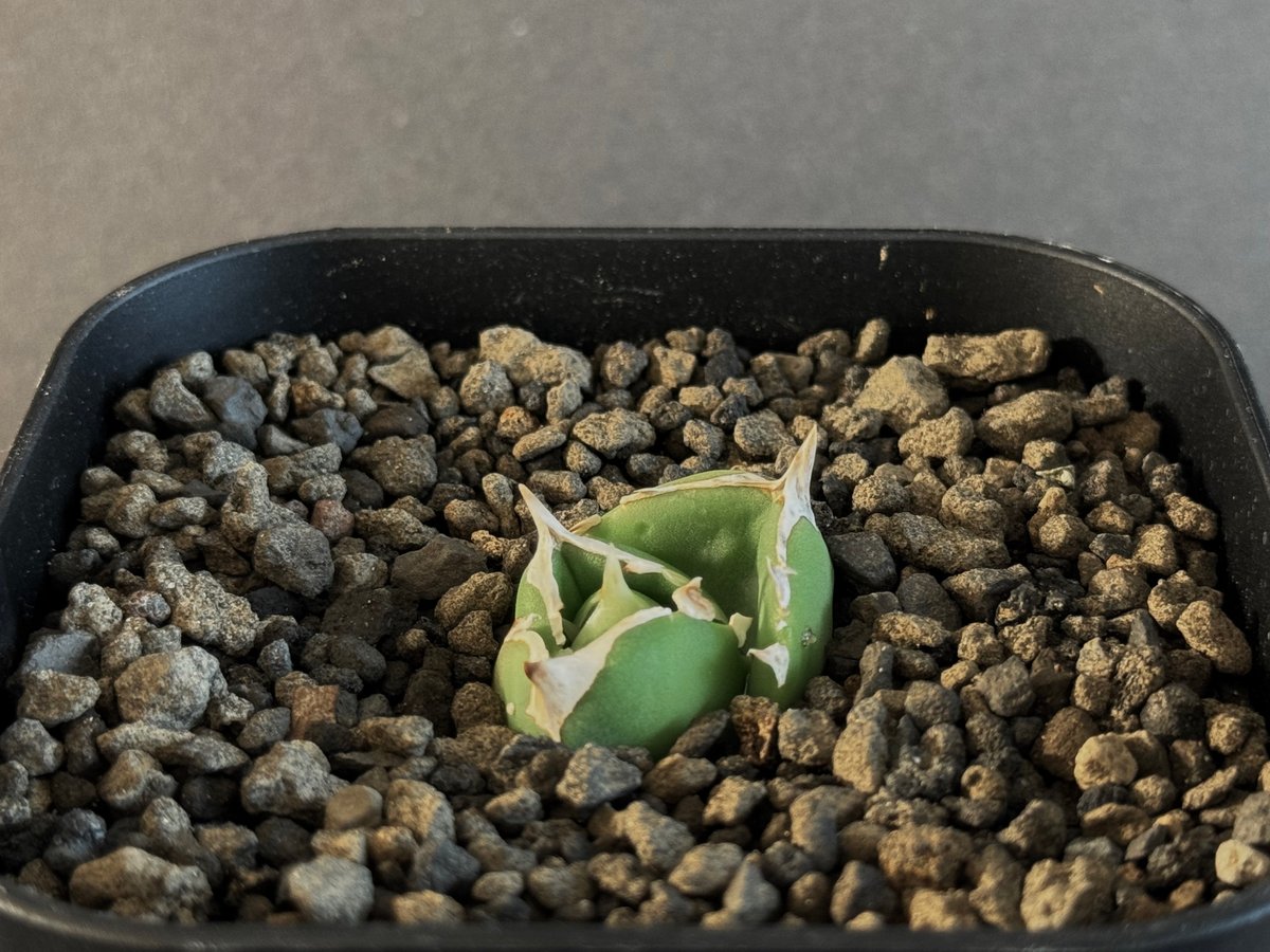 アガベ Dennis 達磨 子株 Agave Titanota DARUMA アガベ Dennis 達磨 子株 Agave Titanota DARUMA