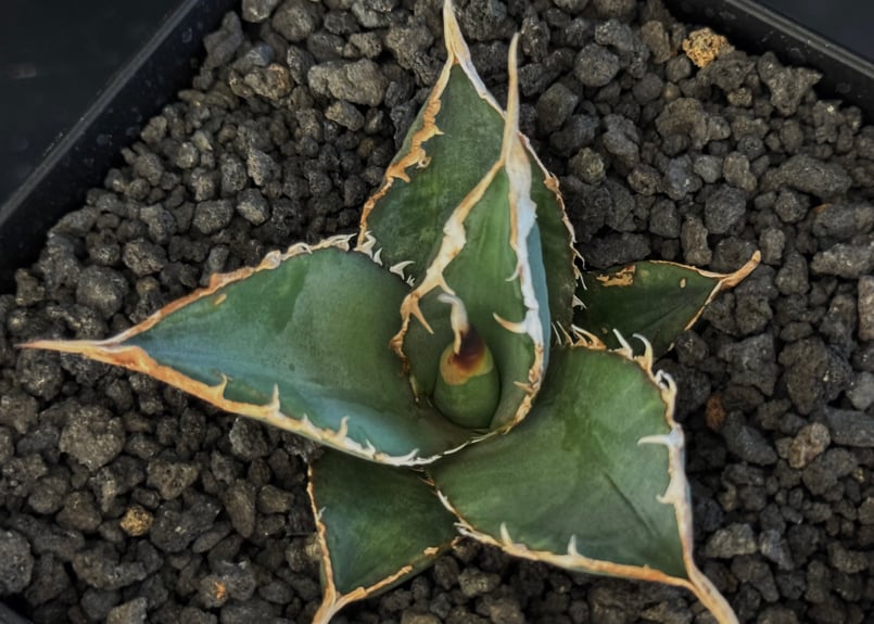 アガベ・チタノタ 緑幽霊（芽）-005｜agave titanota green