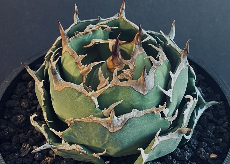 アガベ・チタノタ フクロウ/海豹（ボールタイプ:大）-003｜agave