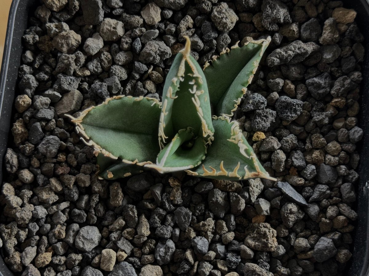 アガベ・チタノタ 白毫刺(芽)-008|agave titanota アガベ・チタノタ 白毫刺(芽)-008|agave titanota