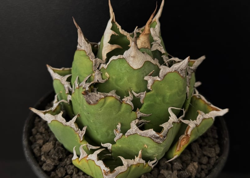 アガベ・チタノタ 狂刺夕映 (中株)- 009|agave titanota Solar アガベ・チタノタ 狂刺夕映 (中株)- 009|agave titanota Solar