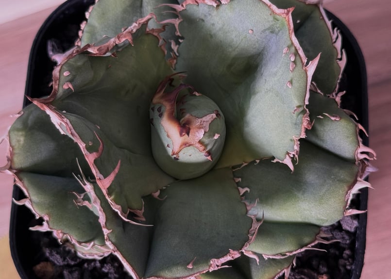 アガベ・チタノタ 蚩尤（芽）-003｜agave titanota chiyou | Plus