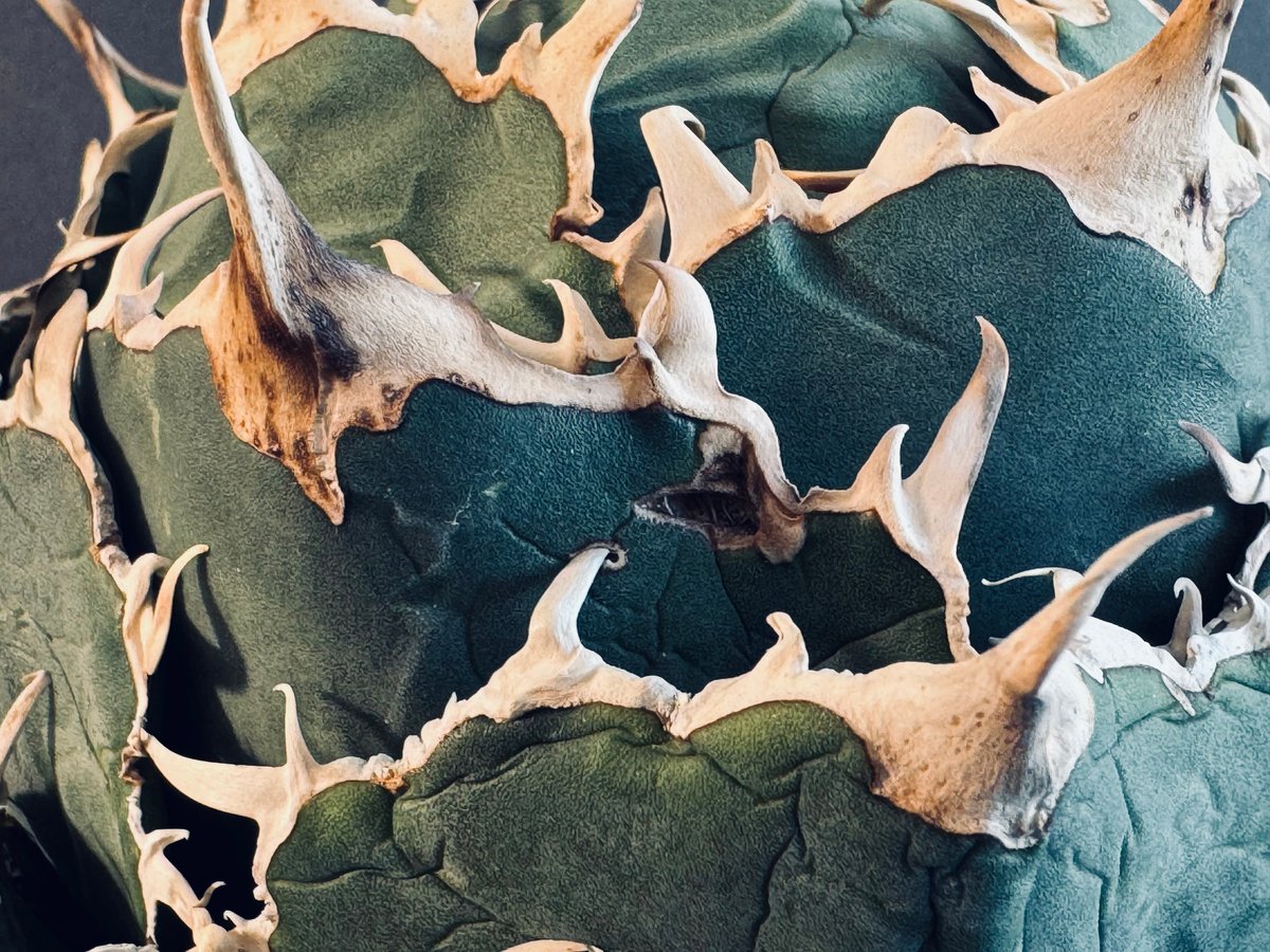 アガベ・チタノタ白鯨（ボールタイプ）大-040｜agave titanota white wh