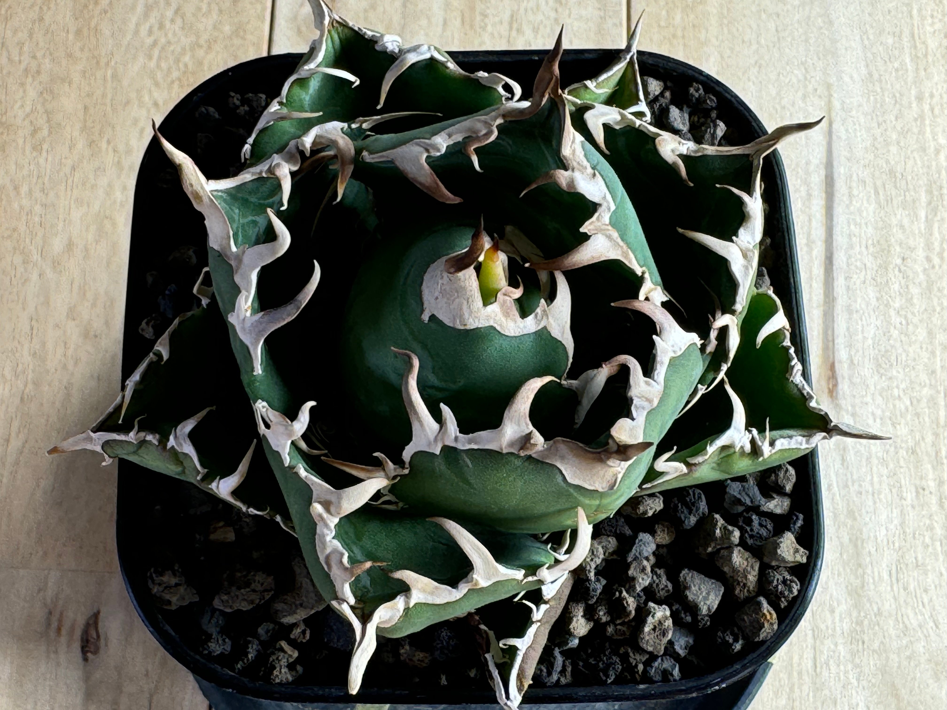 アガベ・チタノタ白鯨（小）-060｜agave titanota white whale |