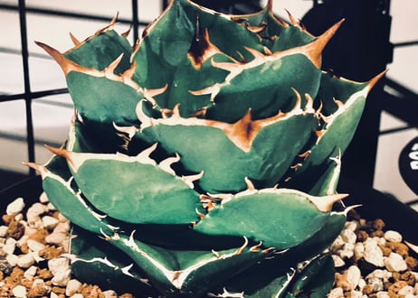 アガベ・チタノタ（ノーネーム）003｜agave titanota No Name