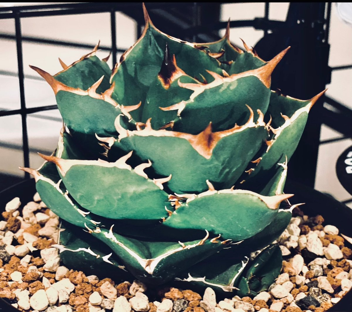 アガベ・チタノタ(ノーネーム)004|agave titanota No Name アガベ・チタノタ(ノーネーム)004|agave titanota No Name