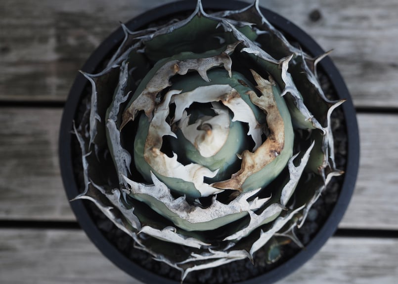 アガベ チタノタ 烈焔 極上 ボール型 大きめ プラステラ180付き fit=scale-down,w=1200