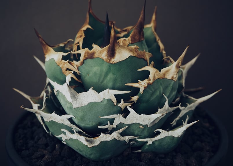 アガベ・チタノタ 黒犀牛（芽）-034｜agave titanota black rhino ...