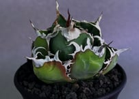 アガベ・チタノタ白鯨（厳選コンパクト）-047｜agave titanota white whale