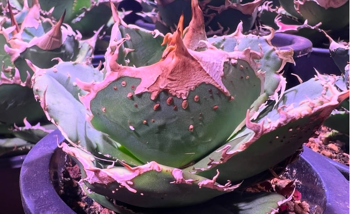 【特価】アガベ　チタノタ　蚩尤 Agave titanota 蚩尤 アガベ チタノタ ブツブツ 発根済み