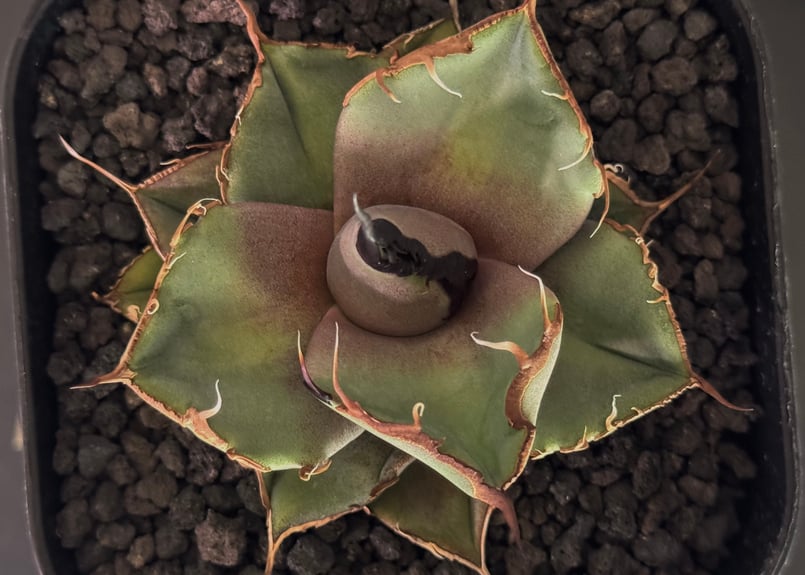 アガベ　チタノタ　黒豹　優良血統　親株 アガベ・チタノタ 黒豹（芽）-057｜agave titanota black panther