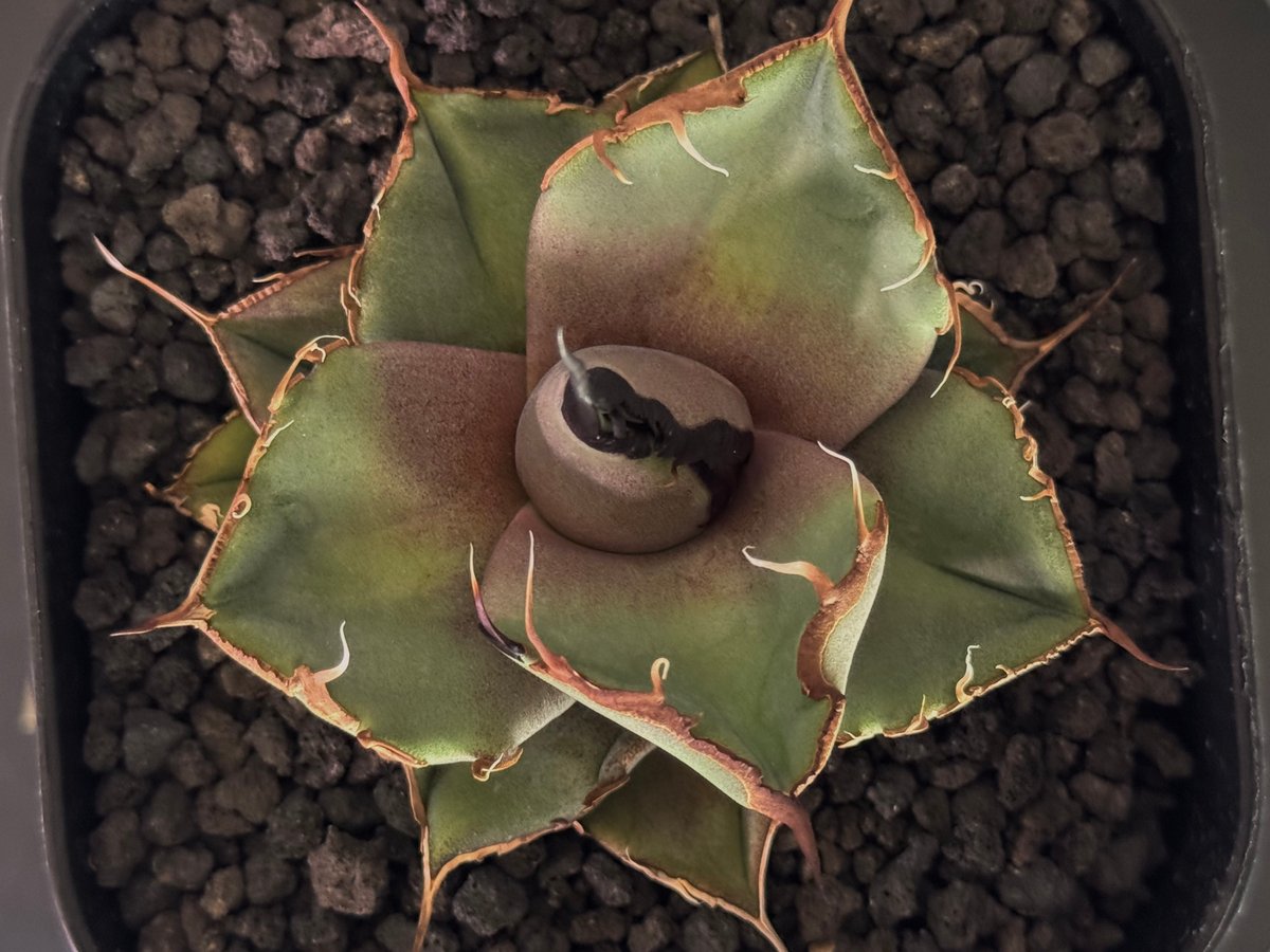 アガベ チタノタ 黒豹　龍球荟産 アガベ チタノタ 