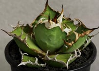 アガベ・チタノタ 魚刺_小株-001｜agave titanota fish_spine |
