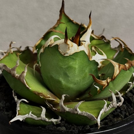 アガベシーザー | STORES