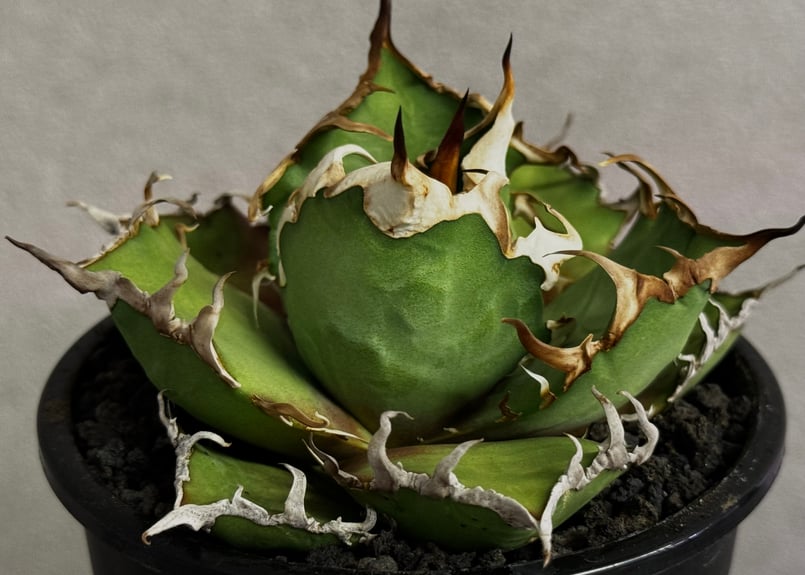 アガベ・チタノタ シーザー/凱撒（小株）-058｜agave titanota caesar