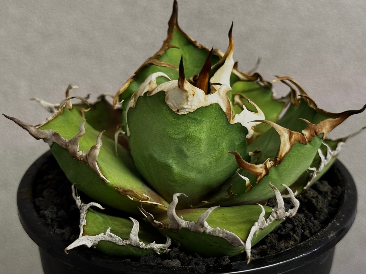 アガベ・チタノタ シーザー/凱撒（小株）-058｜agave titanota caesar