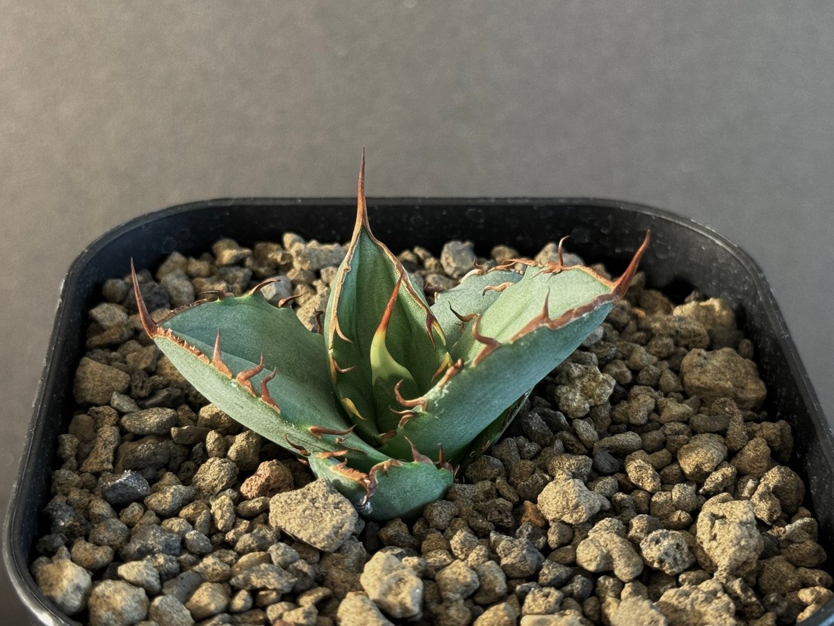 アガベ・チタノタ FO076/オテロイ(芽)006|agave titanota FO-076 アガベ・チタノタ FO076/オテロイ(芽)006|agave titanota FO-076