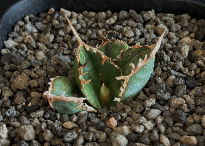 アガベ　チタノタ　オテロイ　疣猪　ブツブツ　子株　3 AGAVE TITANOTA 疣猪 1年半くらい育成している株 ぶつぶつは減っ