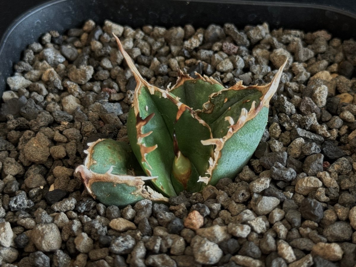 アガベ　チタノタ　オテロイ　疣猪　ブツブツ　子株　3 アガベ・チタノタ 疣猪/丸叶背刺（芽/小）-007｜agave titanota