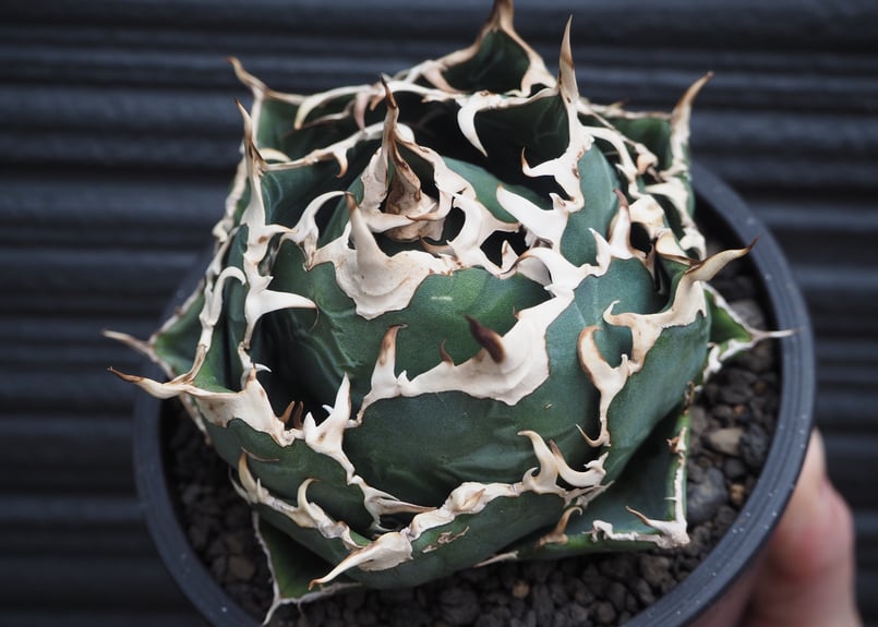 アーナ　太リボンキャノチ　白 Haworthia mucronata var. inconfluens, DMC04135, 1.2 km E of