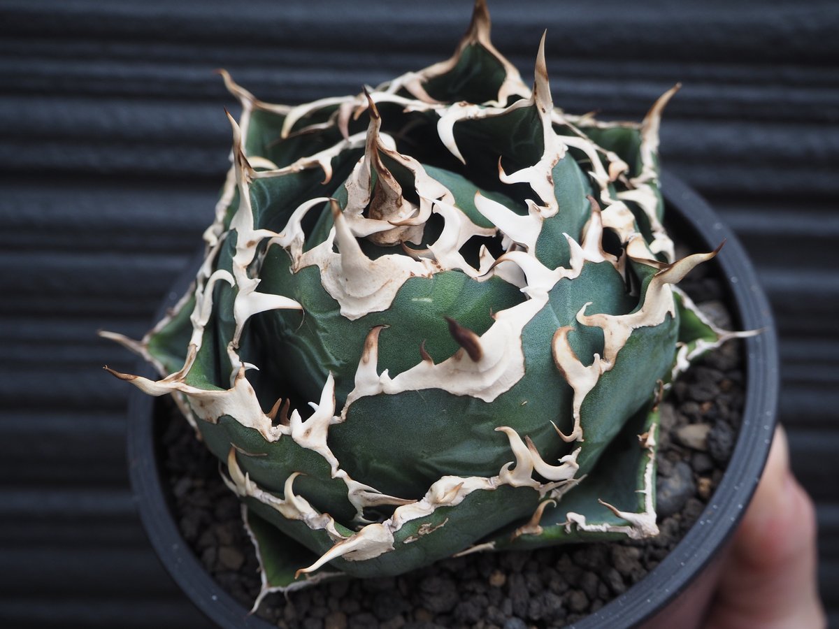 アガベ・チタノタ白鯨(ボールタイプ)中-065|agave titanota アガベ・チタノタ白鯨(ボールタイプ)中-065|agave titanota