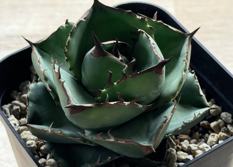 アガベ・チタノタ(ノーネーム)004|agave titanota No Name アガベ・チタノタ(ノーネーム)004|agave titanota No Name