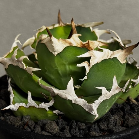 アガベ螃蟹 | STORES