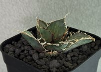 アガベ・チタノタ 魚刺_小株-001｜agave titanota fish_spine |