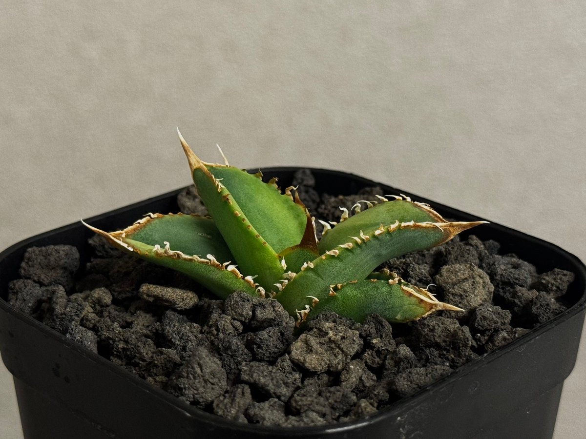 アガベ・チタノタ 万妖后（芽）-004｜agave titanota wan yao hou