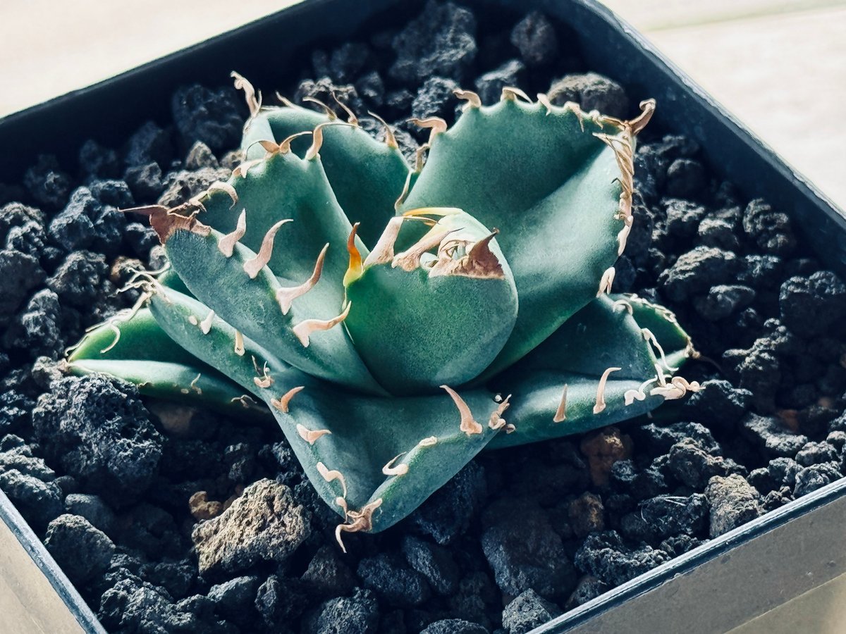 アガベ・チタノタ 魔丸（芽）-025｜agave titanota imps | Plus_P