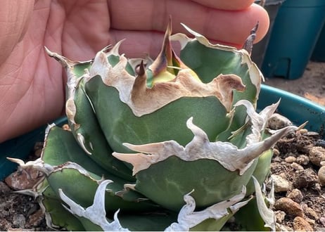 アガベ・チタノタ 中国螃蟹（厳選コンパクト）- 009｜agave titanota Crab