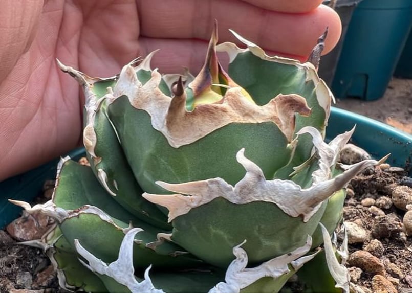 アガベ・チタノタ 中国螃蟹(厳選コンパクト)- 002|agave アガベ・チタノタ 中国螃蟹(厳選コンパクト)- 002|agave