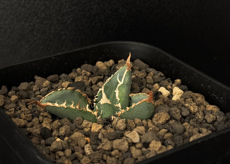 アガベ チタノタ 冰雹/Agave titanota 'Cheetah'/観葉植物 多肉植物