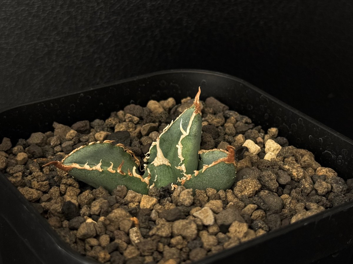 アガベ・チタノタ 繁星(芽)-012|agave titanota star‐studded アガベ・チタノタ 繁星(芽)-012|agave titanota star‐studded