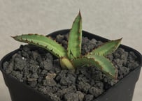 アガベ・チタノタ 星空（芽）-003｜agave titanota starry sky |